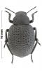 Pimelia sp.